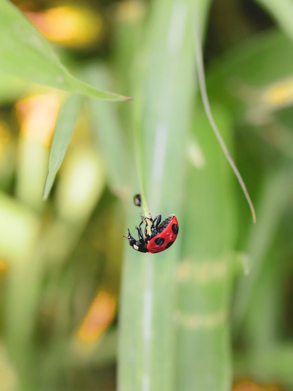ladybug on grass DIY Ladybug Craft for Toddlers ladybug on grass
